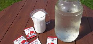 How to feed cucumbers with yeast in a greenhouse and open field