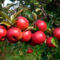 Description et caractéristiques de la variété de pommes Joie d'automne, culture et rendement