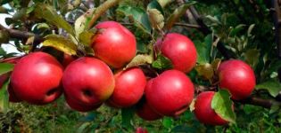 Description et caractéristiques de la variété de pomme Joie d'automne, culture et rendement