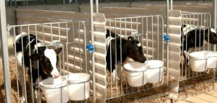 Project and drawings of a cowshed for 50 heads, how to build a farm with your own hands