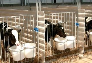 Project and drawings of a cowshed for 50 heads, how to build a farm with your own hands