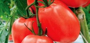 Características y descripción de la variedad de tomate Benito