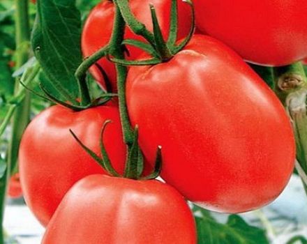 Caractéristiques et description de la variété de tomate Benito