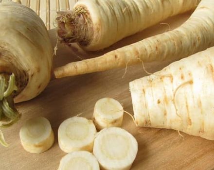 How to use parsley root for medicinal purposes, useful properties and contraindications