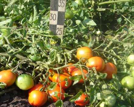 Description of ultra-early ripening tomato variety Filippok and features of care