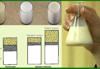 Quels sont les moyens de déterminer la teneur en matières grasses du lait de vache à la maison