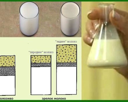 What are the ways to determine the fat content of cow's milk at home