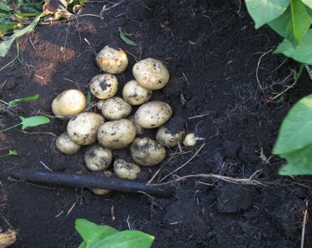 Descripción de la variedad de papa Santa, sus características y cultivo.