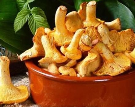 Comment bien sécher les chanterelles pour l'hiver, est-ce possible