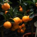 How to properly pinch a tangerine tree at home