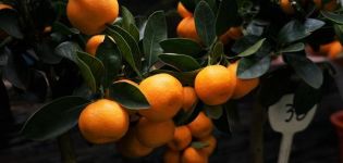 Cómo pellizcar correctamente un árbol de mandarina en casa