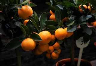 Kako pravilno pričvrstiti stablo mandarina kod kuće