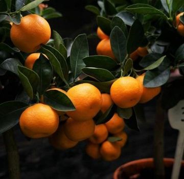 Comment pincer correctement un arbre de mandarine à la maison