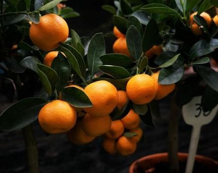 How to properly pinch a tangerine tree at home