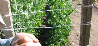 Cómo atar guisantes en campo abierto, esquemas y métodos de fijación.