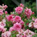 Beschrijving van variëteiten van standaardrozen, planten en verzorgen in het open veld