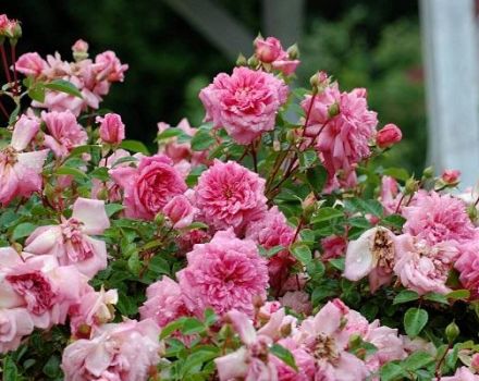 Description of varieties of standard roses, planting and care in the open field