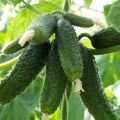 Review of the best early early ripening varieties of cucumbers for open ground and greenhouses