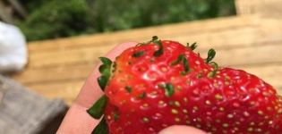 Comment obtenir des graines de fraises à partir de baies, règles de collecte à la maison