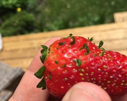 How to get strawberry seeds from berries, rules for collecting at home