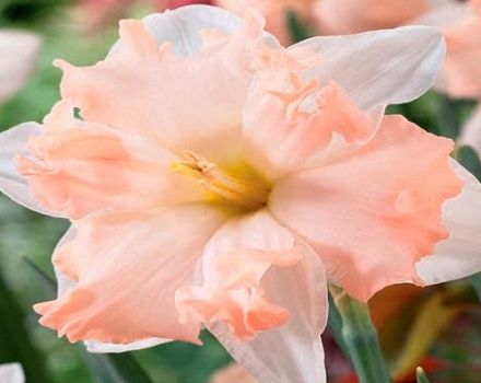 Description and characteristics of Waltz daffodil, planting and care