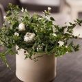 18 types of multiflorous jasmine with description and characteristics