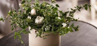 18 types of multiflorous jasmine with description and characteristics