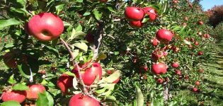 Características y descripción de la variedad, cultivo y rendimiento de la manzana Topacio