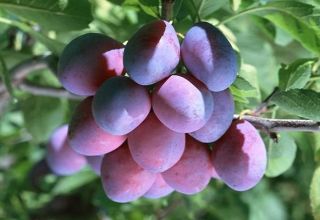 Descripción de la variedad de ciruela Bogatyrskaya, polinizadores de árboles, cultivo y cuidado.