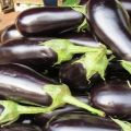 Description of the Almaz eggplant variety, features of cultivation and care