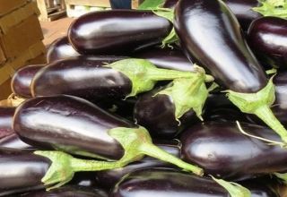 Description of the Almaz eggplant variety, features of growing and care