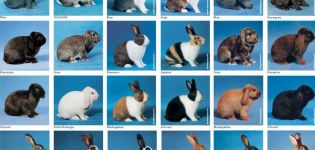 Descriptions of the 50 best rabbit breeds and how to determine which ones we choose to breed