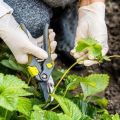 Quand et comment couper correctement les fraises, le calendrier et les instructions étape par étape