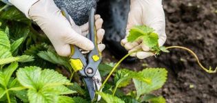 Quand et comment couper correctement les fraises, le calendrier et les instructions étape par étape