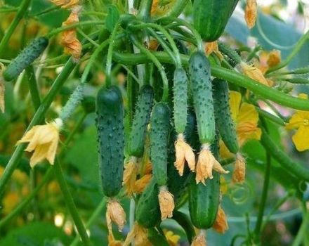 Description de la variété de concombres Boucles d'oreilles Emeraude, sa culture et son entretien