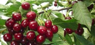 Description of the cherry variety Ovstuzhenka, cultivation and care, collection and storage of berries