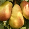 Description of summer, autumn and winter pears, which ones are better to choose