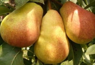 Description of summer, autumn and winter pears, which ones are better to choose