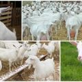 Penerangan dan ciri-ciri kambing Megrelian, syarat pemeliharaannya