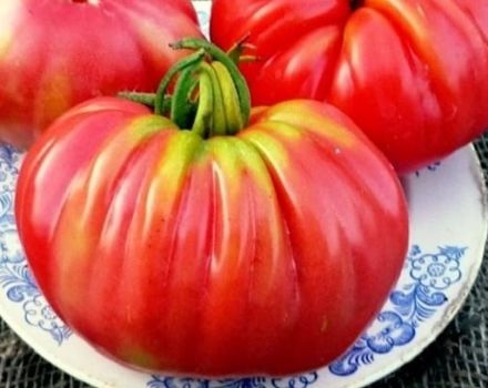 Penerangan mengenai pelbagai jenis tomato Rosamarin paun, ciri penanaman dan produktiviti