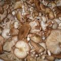 Une recette simple pour saler les agarics au miel pour l'hiver dans les banques