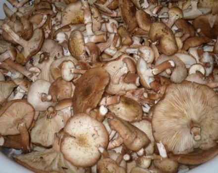 Une recette simple pour saler les agarics au miel pour l'hiver dans les banques