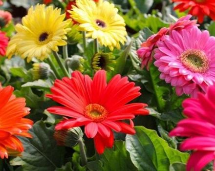 Plantar, cultivar i tenir cura de les gerberas a l’aire lliure al jardí