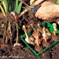 Cuándo desenterrar bulbos de gladiolos, términos y reglas de almacenamiento, preparación para el invierno.