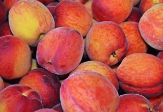 Description and characteristics of varieties and types of peaches, selection rules for regions