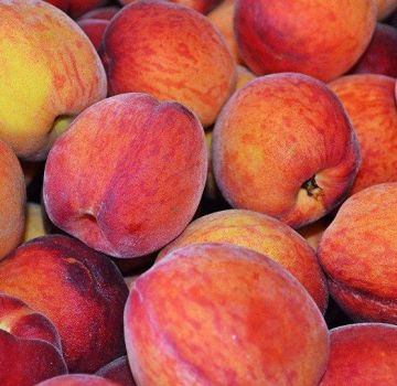 Description and characteristics of varieties and types of peaches, selection rules for regions