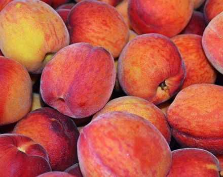 Description and characteristics of varieties and types of peaches, selection rules for regions