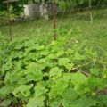 How to tie up cucumbers in the open field in the best ways