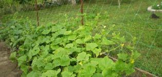 Cómo atar pepinos en campo abierto de la mejor manera.