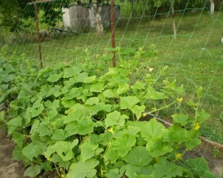 Cómo atar pepinos en campo abierto de la mejor manera.